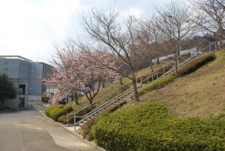 駐車場近くの春一番の桜